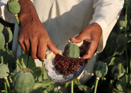 چند باور اشتباه درباره «تریاک»