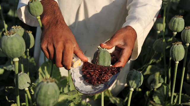 چند باور اشتباه درباره «تریاک»