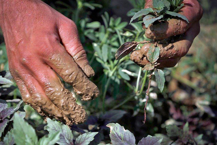 احتمال شیوع بیماری «فاسیولا» در گیلان / سبزیجات حتما ضدعفونی شود