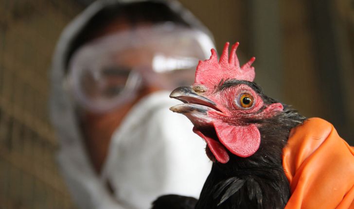 ادعای برخی متخصصان درباره خطر آنفلوآنزای پرندگان